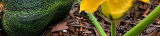 a zucchini growing in a garden with a yellow flower